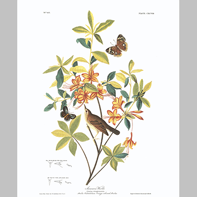 198 Swainson s Warbler
