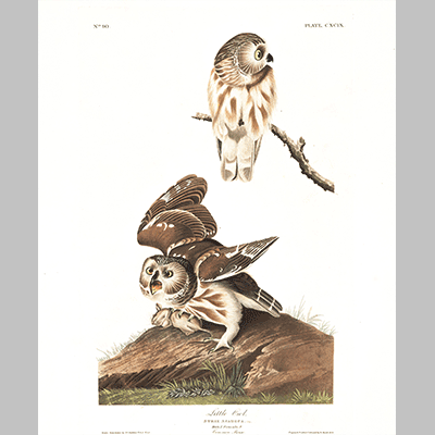 199 Little Owl