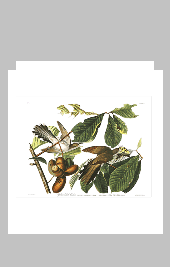 2 Yellow billed Cuckoo mod