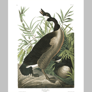 201 Canada Goose