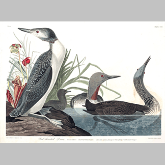 202 red throated diver