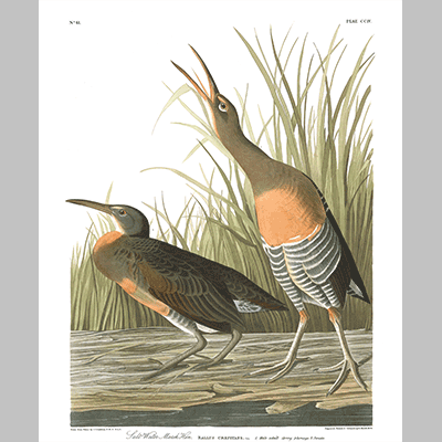 204 Salt Water March Hen