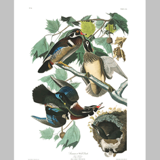 206 Wood Duck
