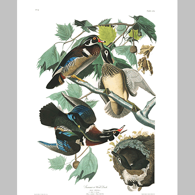 206 Wood Duck