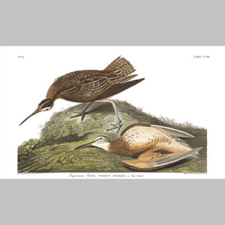 208 esquimaux curlew