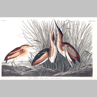 210 least bittern