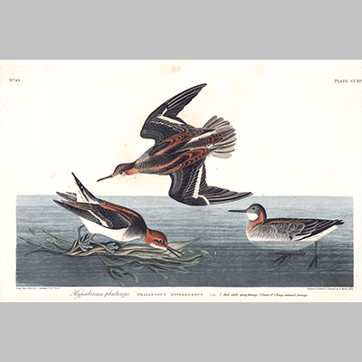 215 hyperborean phalarope