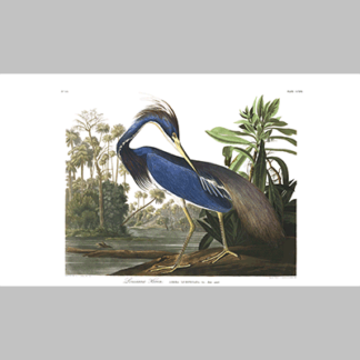 217 louisiana heron