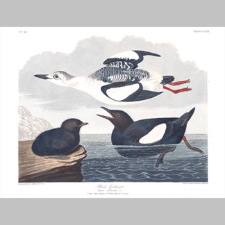 219, Black Guillemot