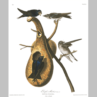 22 Purple Martin