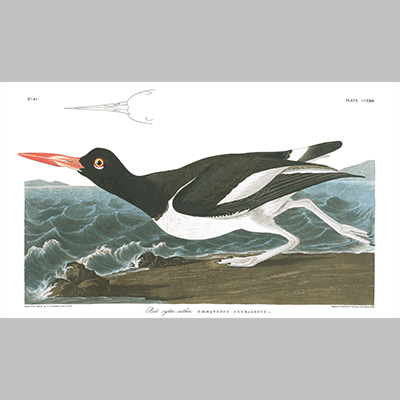 223 pied oyster catcher