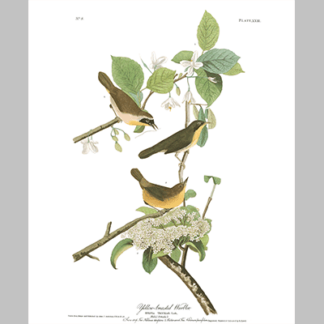 23 Yellow Breasted Warbler