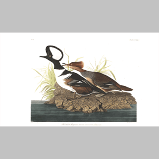 232 hooded merganser