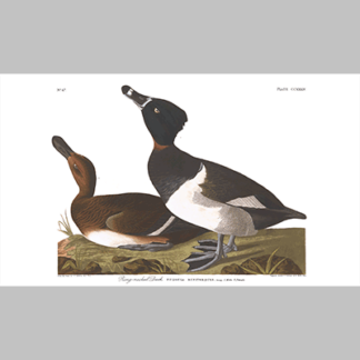 234 ring necked duck