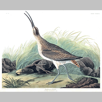 237 hudsonian curlew