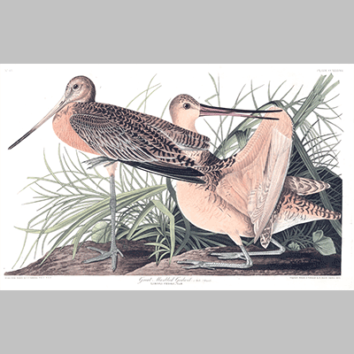 238 great marbled godwit