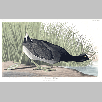 239 american coot