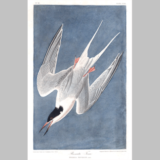 240 Roseate Tern