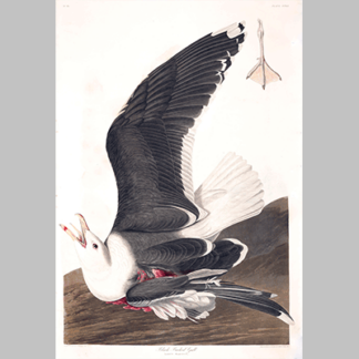 241, Black Backed Gull
