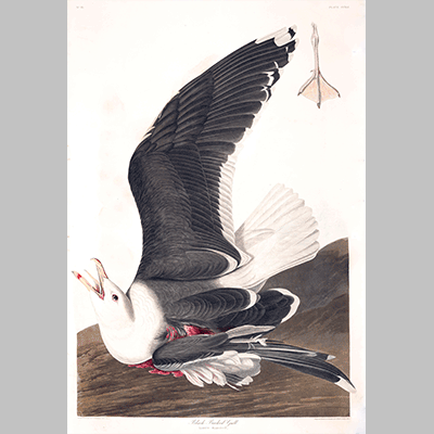 241, Black Backed Gull