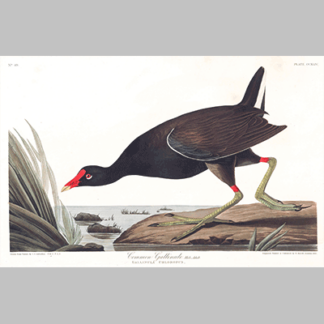 244 common gallinule