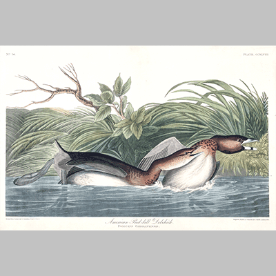 248, American Pied billed