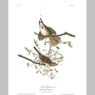 25 Song Sparrow