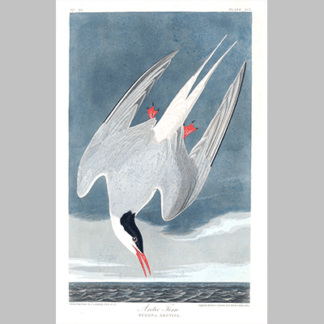 250, Artic Tern