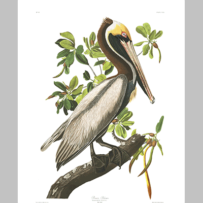 251, Brown Pelican