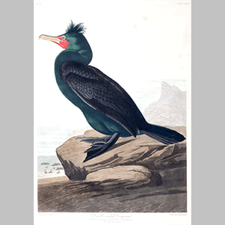 257 Double Crested Cormorant