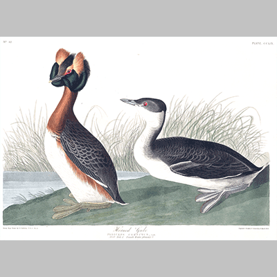 259 horned grebe