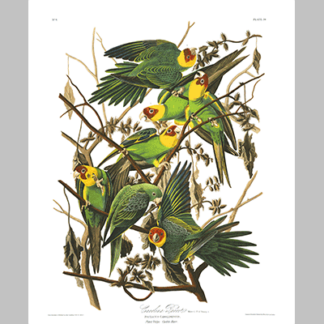 26 Carolina Parrot