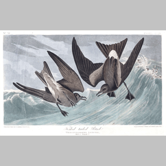 260 forked tailed petrel