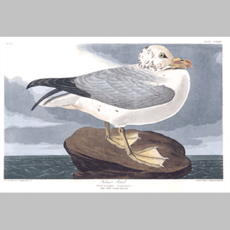 264 fulmar petrel