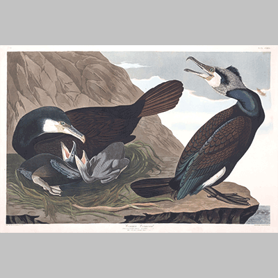 266 common cormorant edit