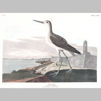 269 greenshank