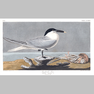 279 sandwich tern