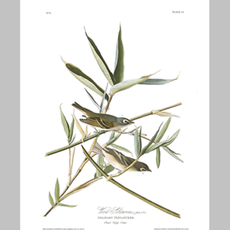 28 Vireo Solitarius