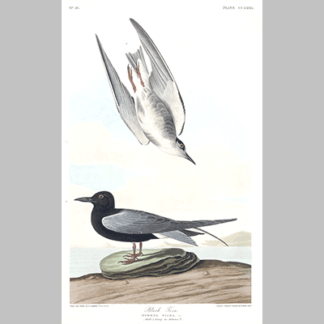 280, Black Tern