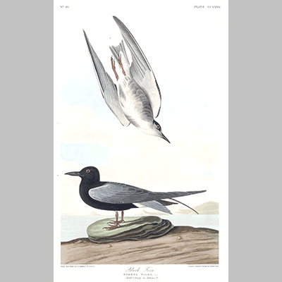 280, Black Tern