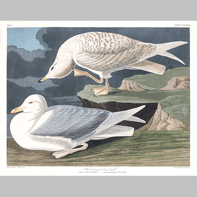 282 white winged silvery gull