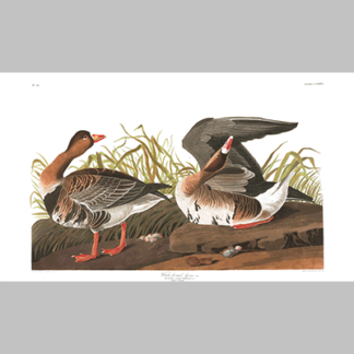 286 white fronted goose final