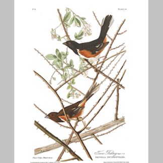 29 Towhee Bunting