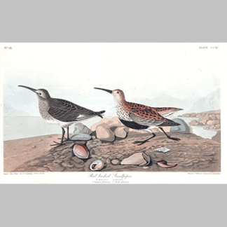 290 red backed sandpiper