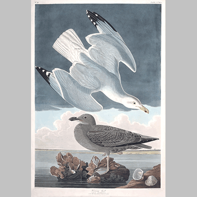 291 Herring Gull