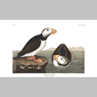 293 large billed puffin