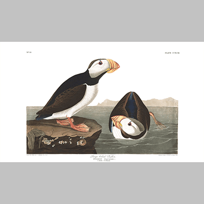 293 large billed puffin