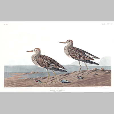 294 pectoral sandpiper