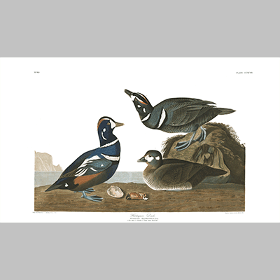 297 harlequin duck