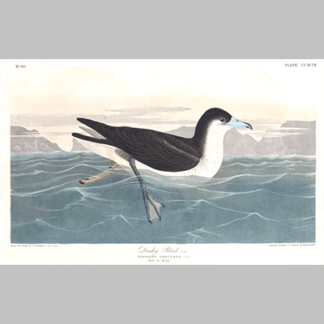 299 dusky petrel